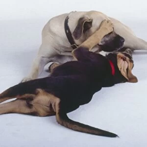 A light brown dog with a black muzzle plays with a black and tan dog lying on its side