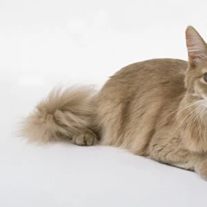 Lilac Somali cat with hazel eyes and tufted toes, lying down