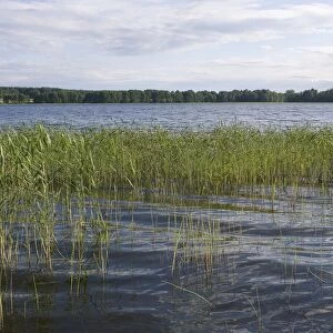 Lithuania, Aukstaitija National Park, Lake Lusiai banks