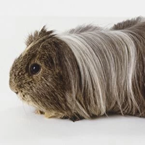 Long Haired Grey Peruvian Guinea Pig, Cavia porcellus