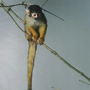 Long-tailed squirrel monkey on a branch