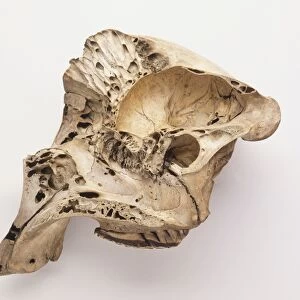 Loxodonta africana, african elephant skull in side view that has been cut vertically in the midline, showing the honeycomb structure that reduces the weight, and the brain cavity