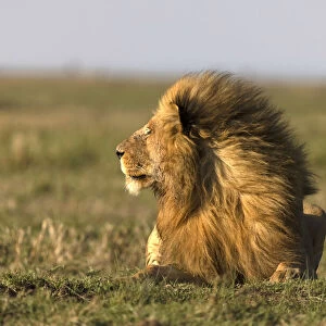 Male lion (Panthera leo) in savanna. Masai Mara National Park. Kenya