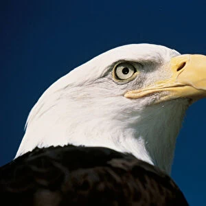 This is a mature American bald eagle from the National Foundation to Protect Americas Eagles. His name is Challenger. It shows his upper body with his head and beak facing right, looking out