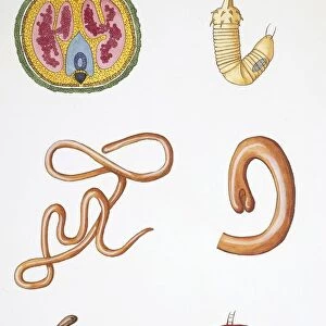 Medium group of gordian worms (nematomorpha), illustration