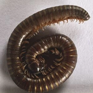 Millipede curled into a spiral, close up
