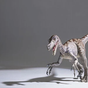Model of a Velociraptor, tail in air, claws wide apart