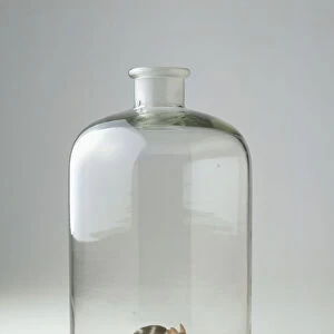 Mouse in glass jar