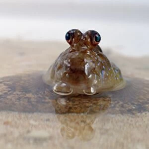 Mudskipper in water showing large, bulbous eyes