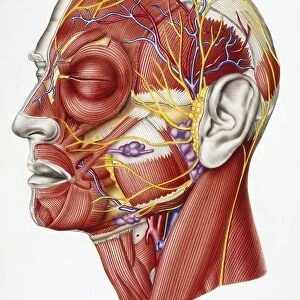 Nervous system, Muscular system and Vascular system, glands, drawing