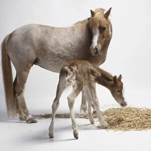 A new foal can stand on its feet within half an hour of its birth. The foal is standing next to the mare near some straw