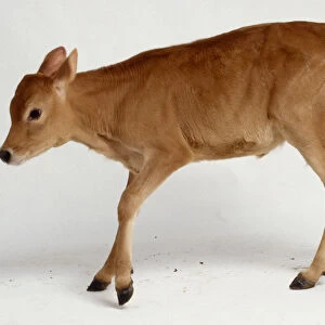 Newborn Jersey calf learning to stand, legs bent uncertainly, tan coloured fur, head leaning forward and down, side view