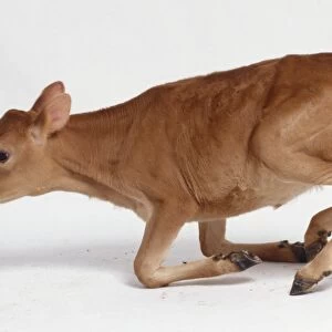 Newborn Jersey Calf trying to stand, front legs bending under body, rear legs straightening, rising uncertainly, tan coloured fur, side view
