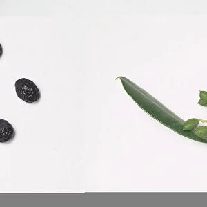 Olea europaea (OLive), green leaf and unripe fruit on stem, and dried black olives