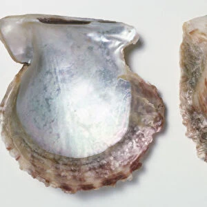 Opened Rayed Pearl Oyster shell (Pinctada radiata), close up