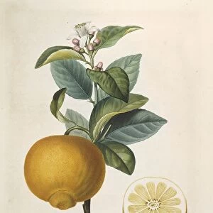 Orange Tree (Citrus Sinensis), coloured engraving by Giraud after original drawing by Poiteau
