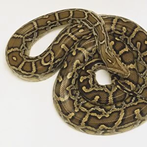 Overhead view of a coiled Burmese Python, Python molurus, showing the rich skin colours and distinctive pattern