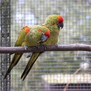 A pair of Red-fronted macaws (Ara rubrogenys) on a branch