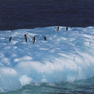Penguins walking on Iceberg