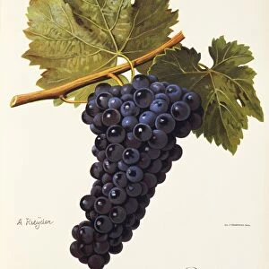 Perricone grape, illustration by A. Kreyder