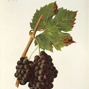 Petit Ribier grape, illustration by J. Troncy
