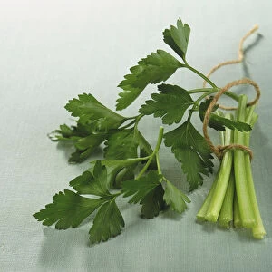 Petroselinum crispum var Neapolitanum, Flat-leaf Parsley, leaves and stalks tied with string