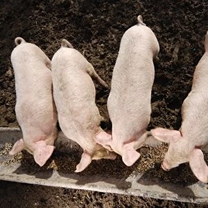 Four piglets feeding from a trough, view from above