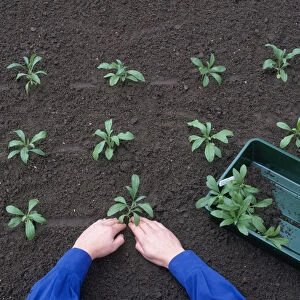 Planting out wallflower seedlings in nursery bed, in evenly spaced rows, close-up