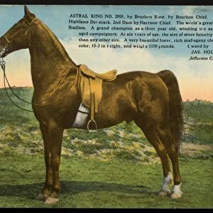 Postcard of Astral King. ca. 1913, Astral King, a champion show horse, either a Tennessee walker or a saddlebred, wears an English saddle