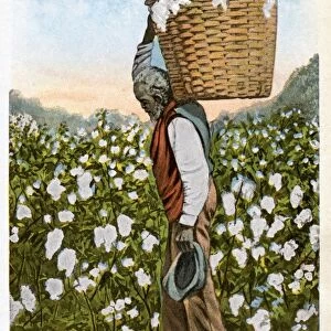 Postcard of a Farmhand Carrying a Basket of Cotton. ca. 1911-1912, A farm worker carries a full basket of cotton out of the fields