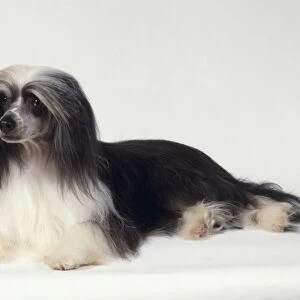 Powder puff: Black and white Chinese Crested Powderpuff dog lying down