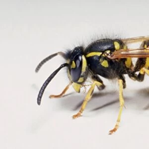 Profile of wasp