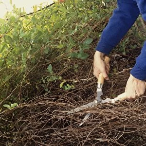 Pruning a honeysuckle, cutting away dead material form underneath new fresh growth, using hedge clippers, close-up