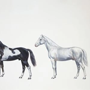 Quarter horse and appaloosa horse (Equus caballus), illustration
