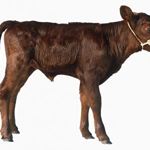Red Poll calf (Bos taurus), side view