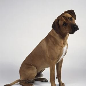 Rhodesian Ridgeback dog, sitting with his head cocked, side view