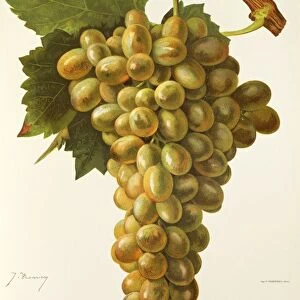 Rosaki grape, illustration by J. Troncy