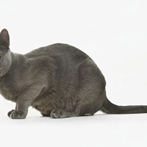 Russian Blue Cat (Felis catus) licking its lips, side view