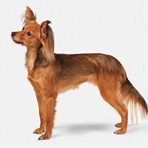 Russian Toy Dog (Russkiy Toy, Russian Toy Terrier), side view