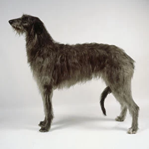 Scottish Deerhound, side view