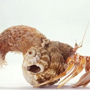 Sea anemone attached to shell of hermit crab