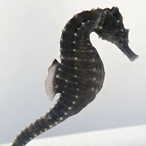 Sea horse - side view