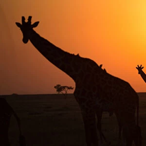 Serengeti National Park. Giraffes ( (Giraffa camelopardalis ) at sunset. Silhouettes. Tanzania