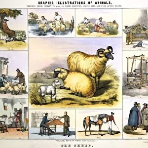 Sheep: Shepherd and flock: Dipping: Shearing: Wool Ffood. The main picture is of Black Face breed