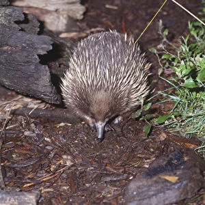 Short-nosed Echidna, Tachyglossus aculeatus, pointing its nose to the ground in forest, front view