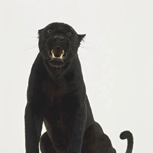 Sitting Black Leopard or Black Panther (Panthera pardus) roaring and baring its teeth, front view