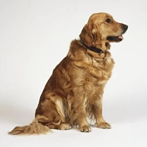 Sitting Golden Retriever (Canis familiaris), side view