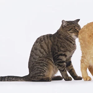 Sitting grey Tabby Cat (Felis sylvestris catus) sniffing the behind of crouching ginger Cat, side view