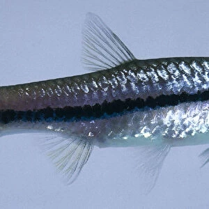 Slender rasbora: a silver plump fish with a long dark horizontal line across it