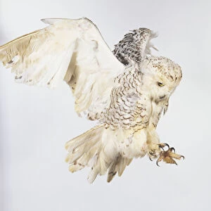 Snowy Owl (Nyctea scandiaca) in flight with wings out, about to land on rock, side view